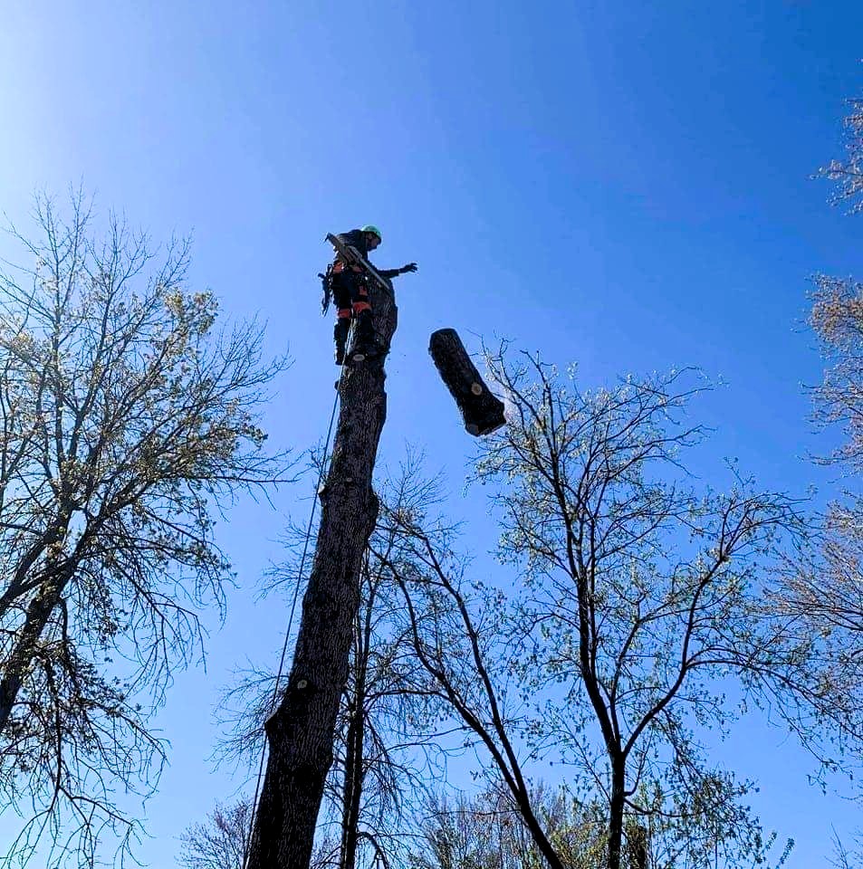 Une personne sur un arbre jetant un bout de tronc d'arbres 