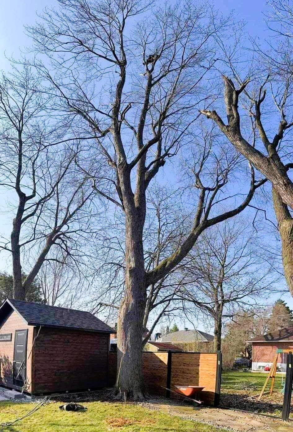 émondage d'arbre dans une cour de maison