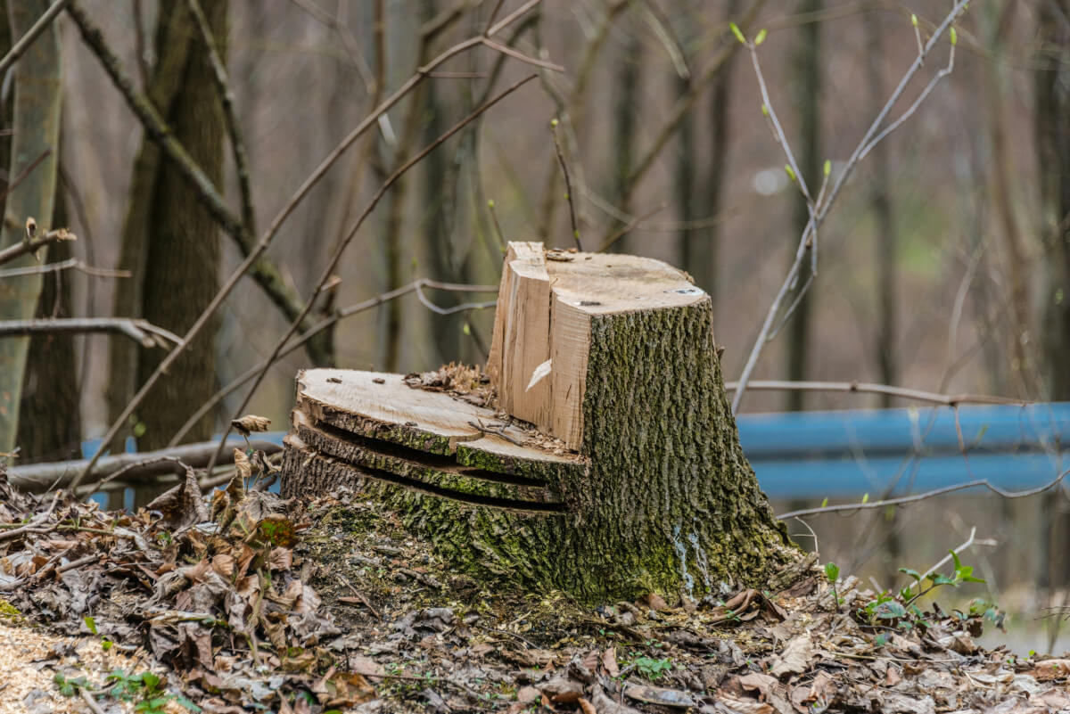 Essouchement d'un arbre rive-sud 